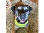 Adopt Bacchus a Brown/Chocolate Mastiff / Mixed dog in Mead, CO (38832257)