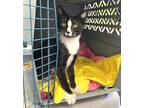 Adopt Cruella a Domestic Shorthair / Mixed cat in Birdsboro, PA (38832246)