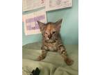 Adopt Scarlett-kitten a Tortoiseshell Domestic Shorthair / Mixed (short coat)