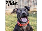 Adopt VIOLET a Brown/Chocolate Pit Bull Terrier / Mixed dog in Doylestown