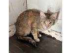 Adopt Opaque a Tortoiseshell Domestic Shorthair / Mixed cat in Yucaipa
