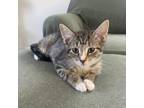 Adopt Kit a Brown or Chocolate Domestic Shorthair / Mixed cat in Arlington
