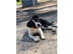 Adopt Baja a Hound (Unknown Type) / Beagle / Mixed dog in WAYNESVILLE