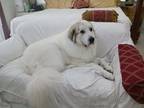 Adopt Skye a White - with Gray or Silver Great Pyrenees / Mixed dog in Palm Bay