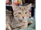Adopt Wonka a Domestic Shorthair / Mixed (short coat) cat in Buford