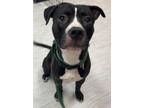 Adopt Marco a Black - with White Boxer / Pit Bull Terrier / Mixed dog in Marion