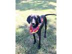 Adopt WENDY a Black Labrador Retriever / Whippet / Mixed dog in Murfreesboro