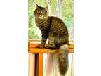 Adopt Gracie a Domestic Longhair / Mixed cat in Ellijay, GA (38718279)