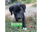 Adopt Camilla's Rainbow Litter: Quinn a Black - with White Pit Bull Terrier dog