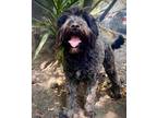 Adopt SHADOW a Black - with Gray or Silver Schnauzer (Miniature) dog in Langley