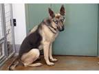 Adopt Ruby a German Shepherd Dog / Husky dog in Challis, ID (38820361)