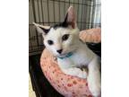 Adopt Butch a Spotted Tabby/Leopard Spotted Domestic Shorthair / Mixed cat in