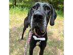 Adopt Loraine The Dane a Great Dane / Mixed dog in Spring Hill, KS (38692237)