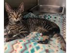 Adopt Glen a Domestic Shorthair / Mixed (short coat) cat in Henderson