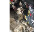 Adopt Nickolai a Domestic Shorthair / Mixed cat in Vallejo, CA (38829846)