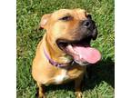 Adopt Ralo a Shepherd (Unknown Type) / Mixed dog in Hamilton, GA (38830513)
