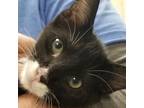Adopt Jack Jack a Domestic Shorthair / Mixed cat in Hamilton, GA (38830508)