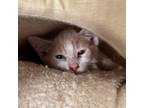 Adopt Clyde a Orange or Red Domestic Shorthair / Mixed cat in Yucaipa