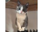 Adopt Cade a Gray or Blue Domestic Shorthair / Mixed cat in Yucaipa