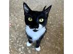 Adopt Eena Gretna a All Black Domestic Shorthair / Mixed cat in Mission