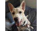 Adopt Porter a White - with Tan, Yellow or Fawn Australian Cattle Dog / Mixed