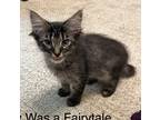 Adopt Today Was A Fairy Tale a Domestic Shorthair / Mixed cat in Merrifield
