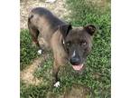 Adopt Shadow a Black - with Brown, Red, Golden, Orange or Chestnut Pit Bull