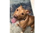 Adopt Uno a Tan/Yellow/Fawn Pit Bull Terrier / Mixed dog in Millersville