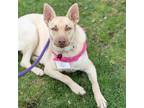 Adopt Gail a Labrador Retriever / Shepherd (Unknown Type) / Mixed dog in San