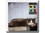 Adopt Boots a Gray or Blue (Mostly) Domestic Shorthair / Mixed (short coat) cat