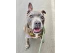Adopt Jasper a Gray/Silver/Salt & Pepper - with White Pit Bull Terrier / Mixed