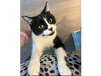Adopt Bishop a Domestic Shorthair / Mixed (short coat) cat in Redmond