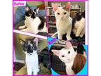 Adopt Barbie and Ken- the Mattel duo! a Calico or Dilute Calico Domestic
