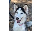 Adopt Kenzie a Husky / Mixed dog in San Diego, CA (38448632)