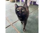 Adopt EWOK a All Black Domestic Mediumhair / Mixed cat in El Paso, TX (38740455)