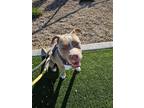 Adopt Meatloaf a Tan/Yellow/Fawn - with White American Staffordshire Terrier /