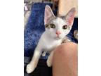 Adopt Baxter a Gray, Blue or Silver Tabby Domestic Shorthair / Mixed (short