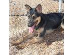Adopt Valentine* a Black German Shepherd Dog dog in Kingman, AZ (38828756)