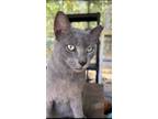 Adopt Ozzy a Gray or Blue Russian Blue / Mixed (short coat) cat in Hammond