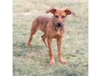 Adopt Rider a Bloodhound / Mixed dog in Abilene, TX (38828411)