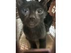 Adopt Storm a Domestic Shorthair / Mixed cat in Naples, FL (38760228)