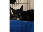 Adopt Thunder a Black & White or Tuxedo Domestic Mediumhair / Mixed (medium