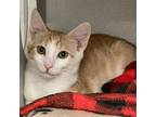 Adopt Linus a Orange or Red Domestic Shorthair / Mixed cat in Long Beach
