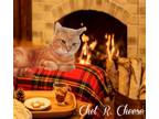 Adopt Chet R. Cheese a Domestic Shorthair / Mixed (short coat) cat in Culpeper