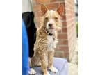 Adopt Pixie a Red/Golden/Orange/Chestnut - with White Terrier (Unknown Type