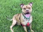Adopt Dixie a Red/Golden/Orange/Chestnut - with White Pit Bull Terrier / Mixed