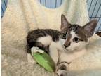 Adopt Maddox a Brown Tabby American Shorthair (short coat) cat in Heathsville
