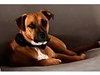 Adopt Colt a Tan/Yellow/Fawn - with Black Mutt / Boxer / Mixed dog in Wellford