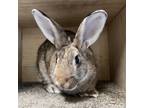 Adopt Sweet Potato a Orange Cinnamon / Mixed (short coat) rabbit in Rohnert