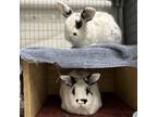 Adopt Smudge & Speckle a White Polish / Mixed (short coat) rabbit in Rohnert